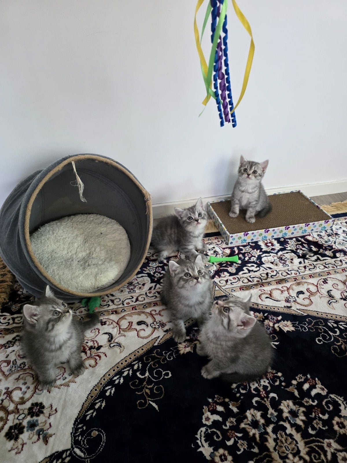 BKH britskorthaar kitten, Ontwormd