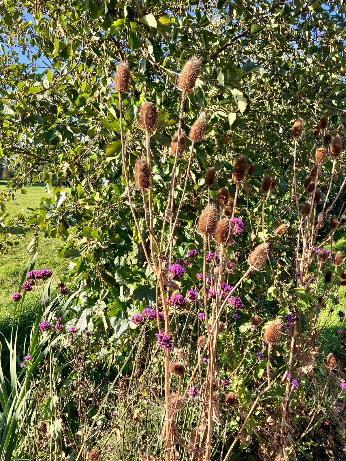 Kaardebol takken lang/hoog, Ophalen