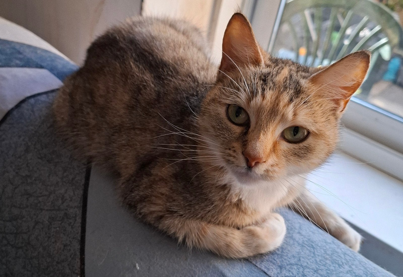 Met spoed gezocht gouden mandjes, Meerdere dieren, Kortharig, 0 tot 2 jaar