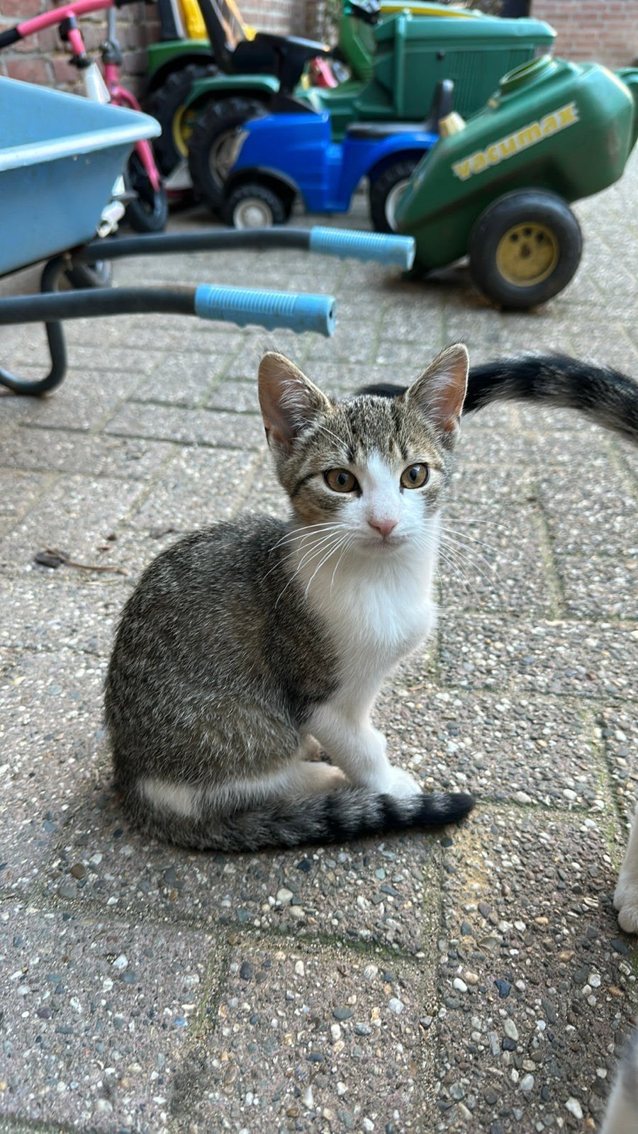 Mooie lieve kitten (poes) zoekt loef baasje, Poes