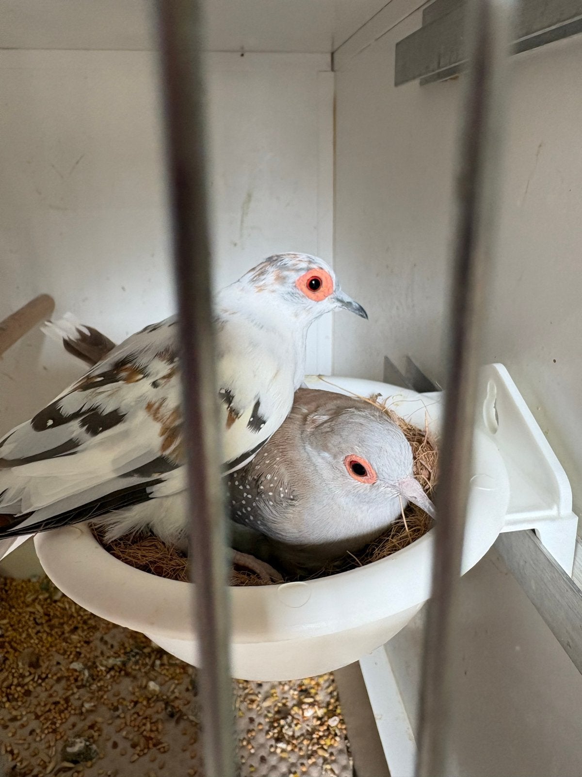 Koppel diamantduiven, Dieren en Toebehoren