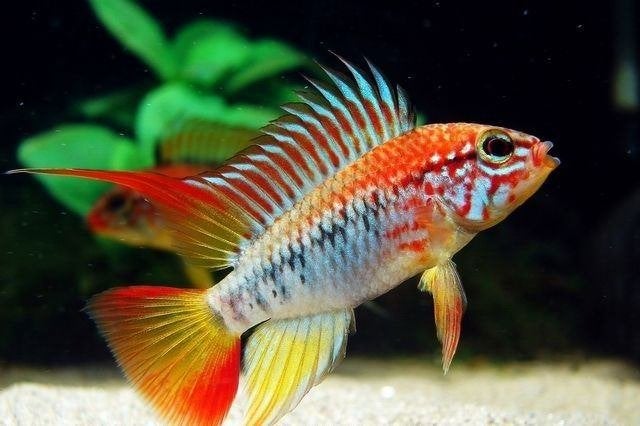 Apistogramma viejita II per paar - Koidream Valburg