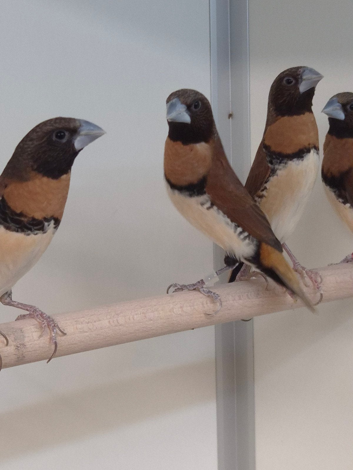 3-3 Bruinborst rietvinken, Dieren en Toebehoren, Meerdere dieren, Tropenvogel, Geringd