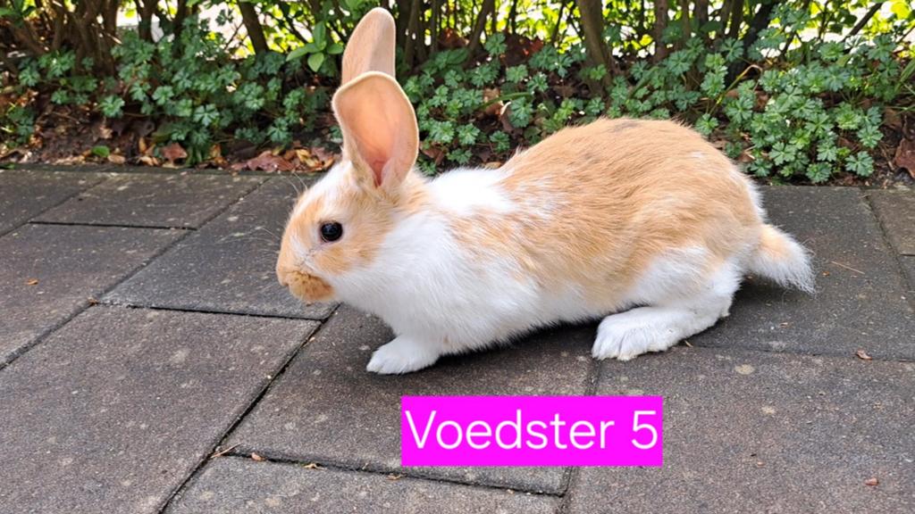 Mooie geelbonte / roodbonte voedster van 31-3-2026, Vrouwelijk, Middelgroot, 0 tot 2 jaar