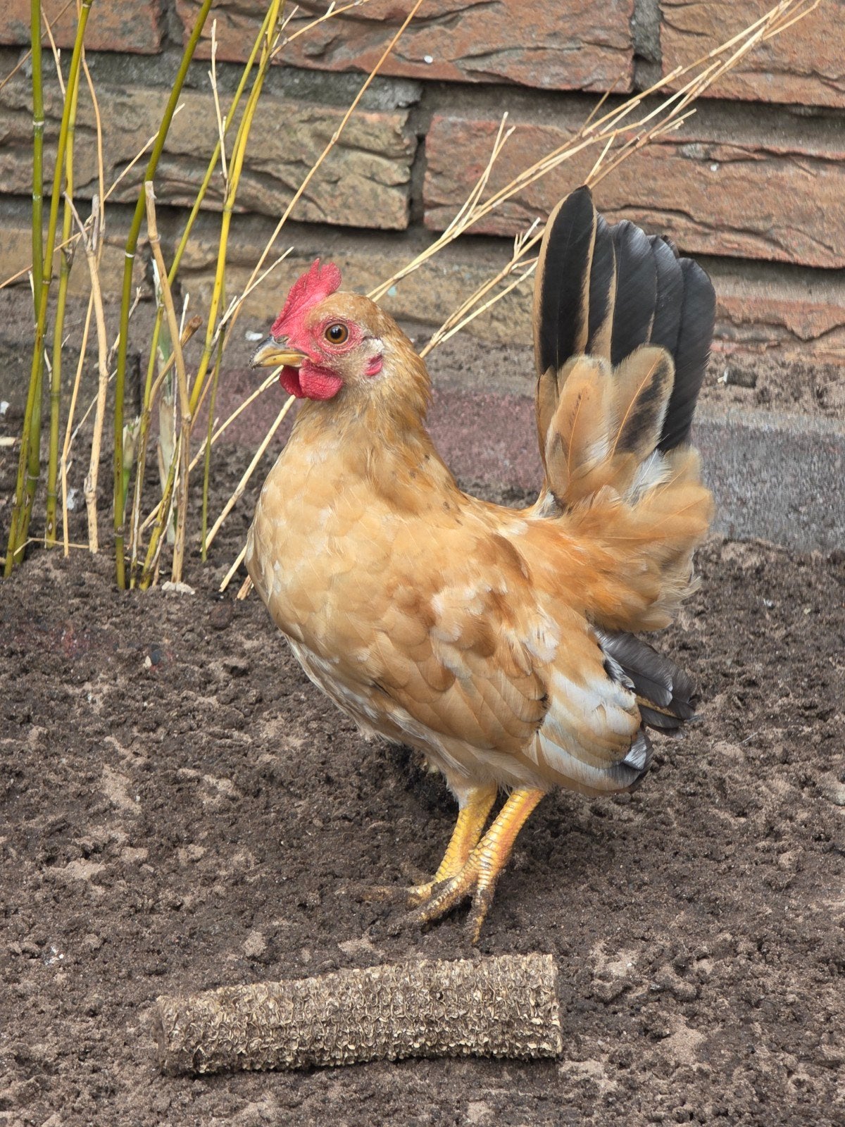 Gratis af te halen: 2 Serama kuikens + broedeieren, Dieren en Toebehoren, Pluimvee, Meerdere dieren, Kip
