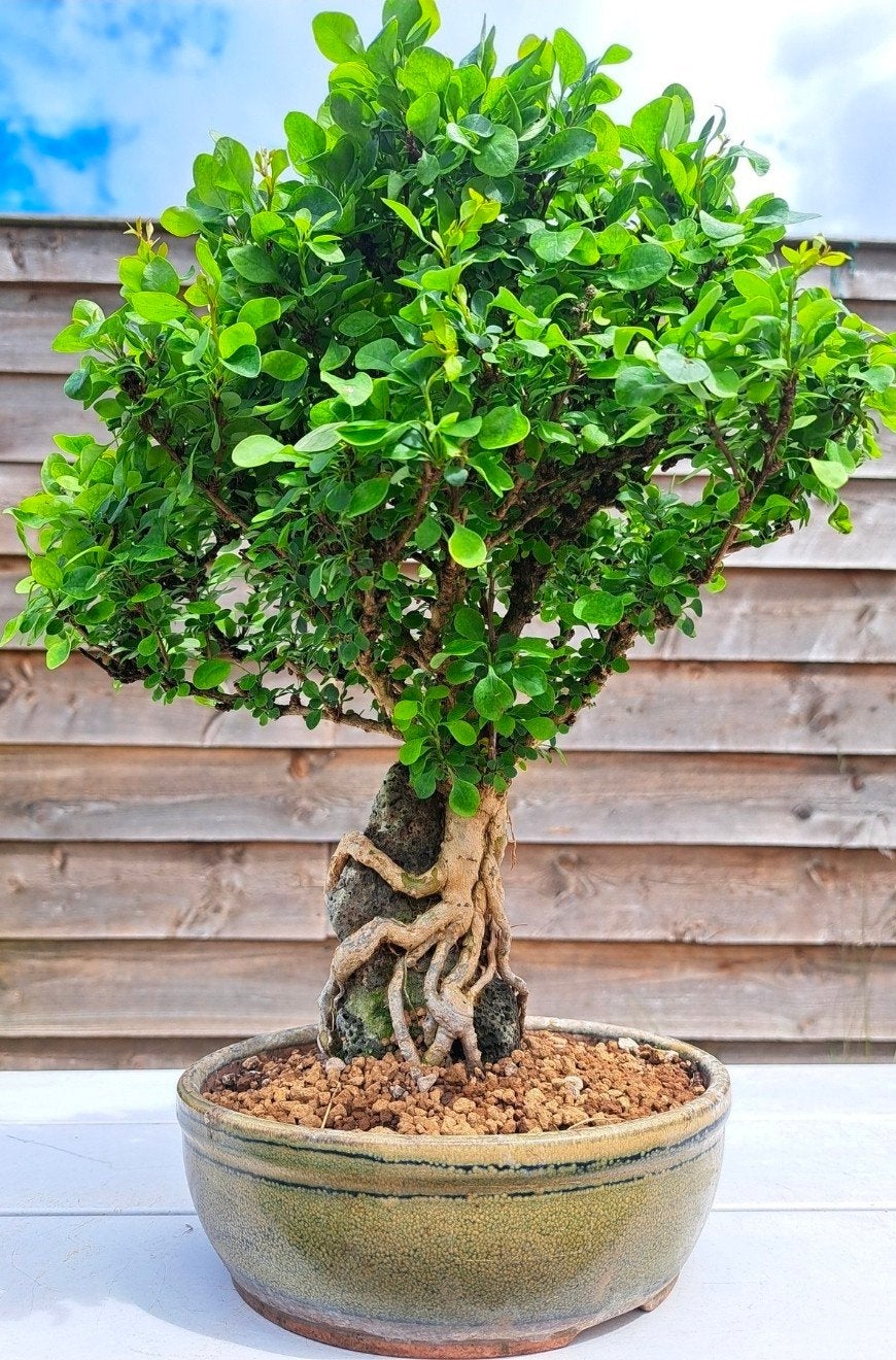 Berberis coreana bonsai in mooie bonsaischaal, Ophalen of Verzenden