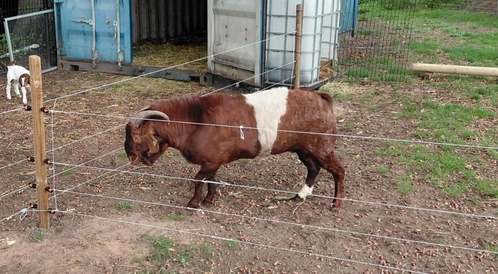 Boerbok, Dieren en Toebehoren, Schapen, Geiten en Varkens, 0 tot 2 jaar