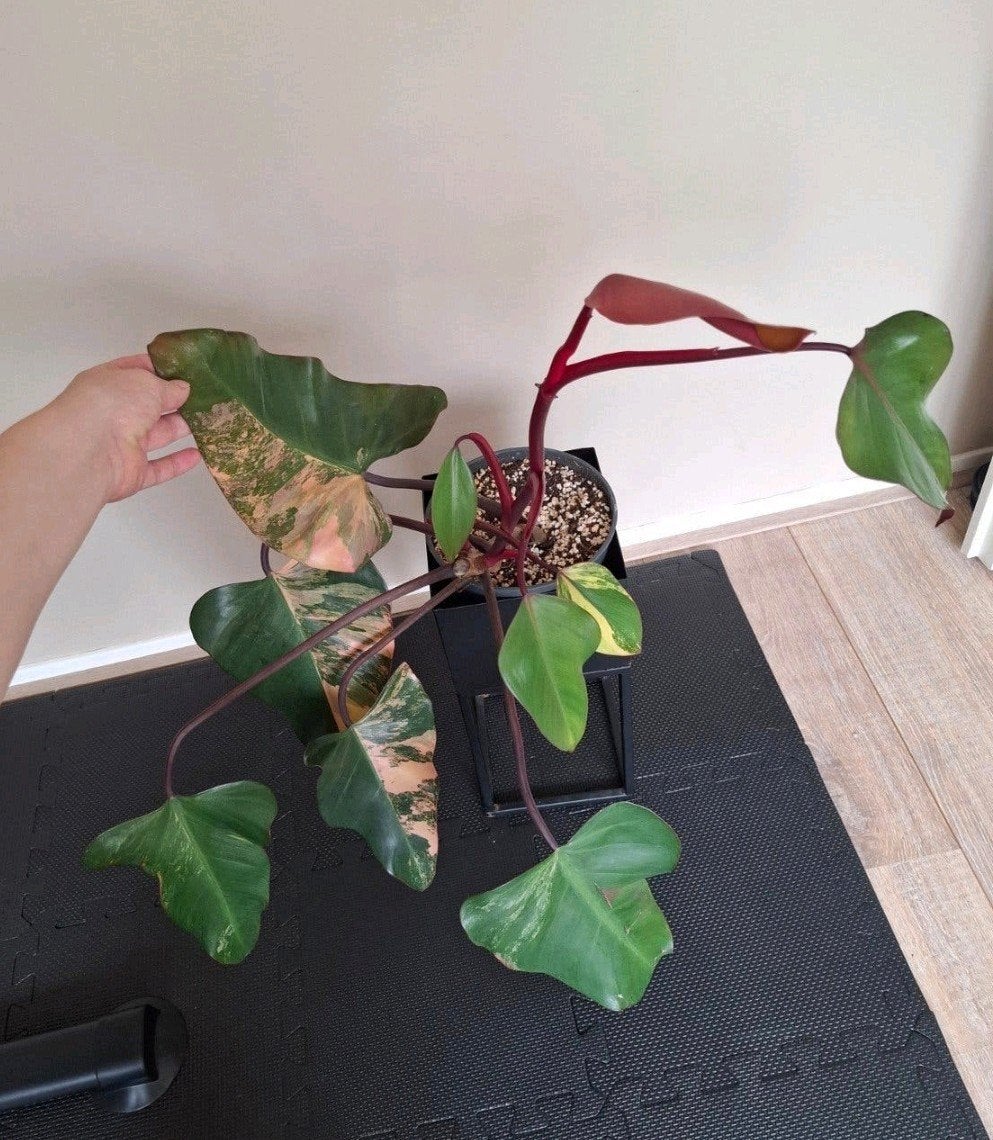 Philodendron Strawberry Shake, Huis en Inrichting, Ophalen of Verzenden, Halfschaduw, Minder dan 100 cm
