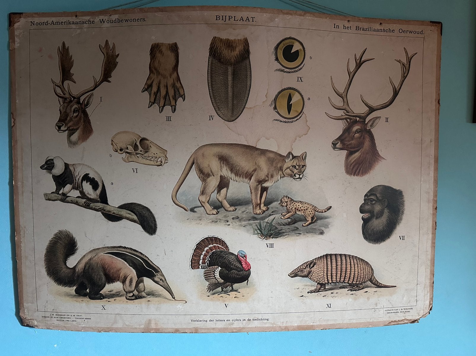 Schoolplaat 2 zijdig, Antiek en Kunst, Antiek | Schoolplaten, Ophalen of Verzenden, Natuur en Biologie