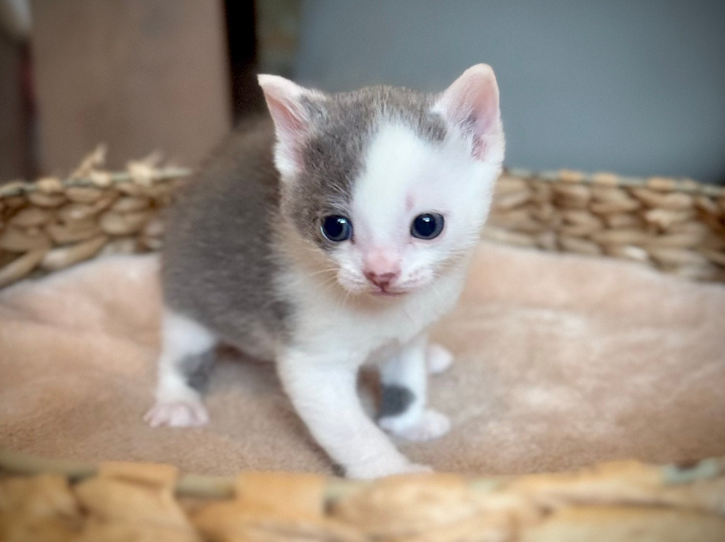 Kittens te koop Britse Korthaar x Europese Korthaar, Dieren en Toebehoren, Geslacht onbekend, Kortharig, 0 tot 2 jaar