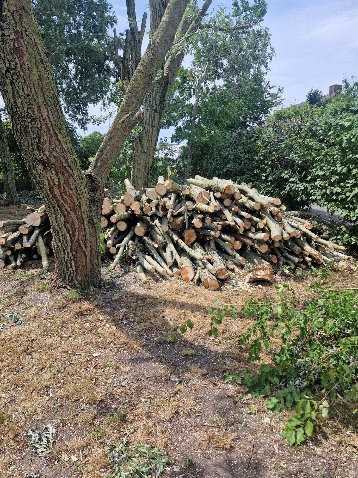 Volle aanhanger hout voor 20 euro., Minder dan 3 m³, Ophalen