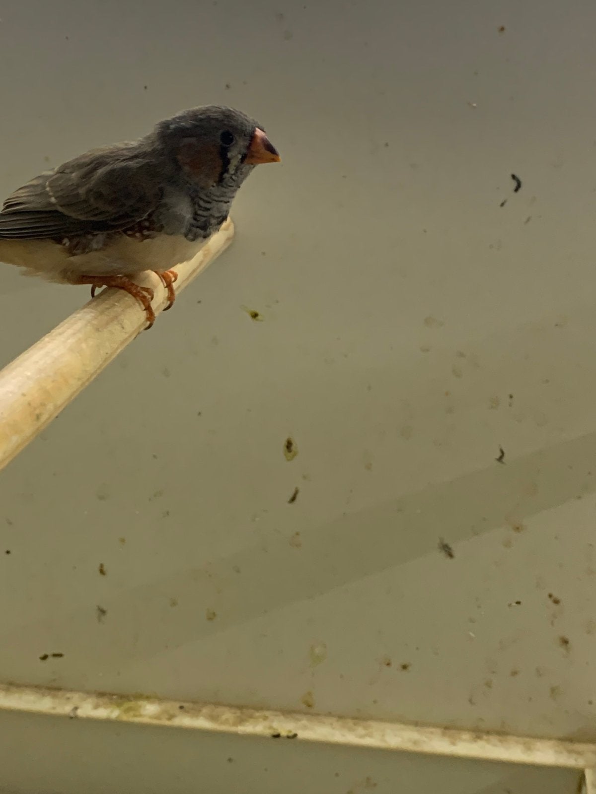 Tekoop zebravinken, Dieren en Toebehoren, Vogels | Overige Vogels, Meerdere dieren