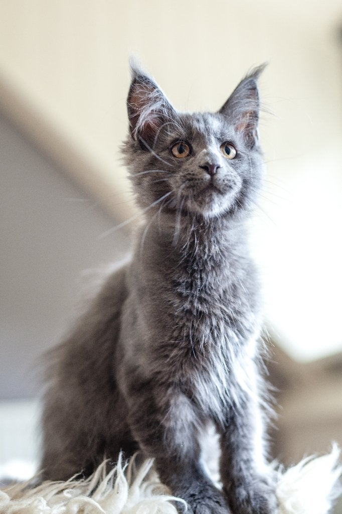 maine coon kitten kater 15 weken XXL, Dieren en Toebehoren, Katten en Kittens | Raskatten | Langhaar, Kater, Met stamboom, 0 tot 2 jaar