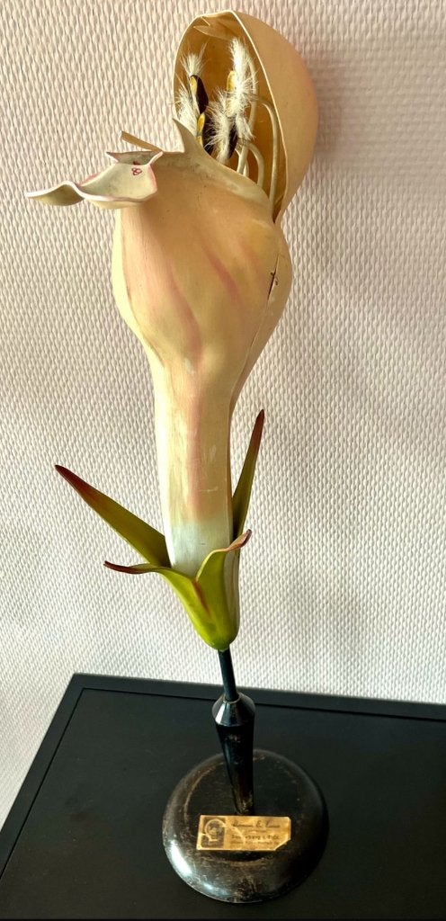 Botanisch model paarse dovenetel - firma Osterloh Duitsland, Ophalen