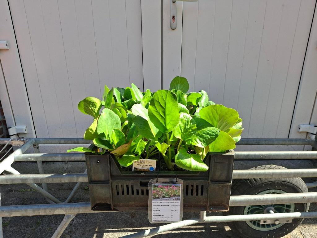 Mooie Bergenia cordifolia (Schoenlappersplant) in pot!, Tuin en Terras, Planten | Tuinplanten, Ophalen, Vaste plant, Overige soorten