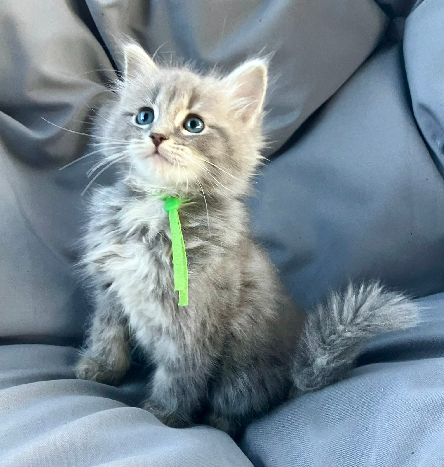 100% ragdoll kittens mogen verhuizen, Dieren en Toebehoren, Kater, Gechipt, 0 tot 2 jaar