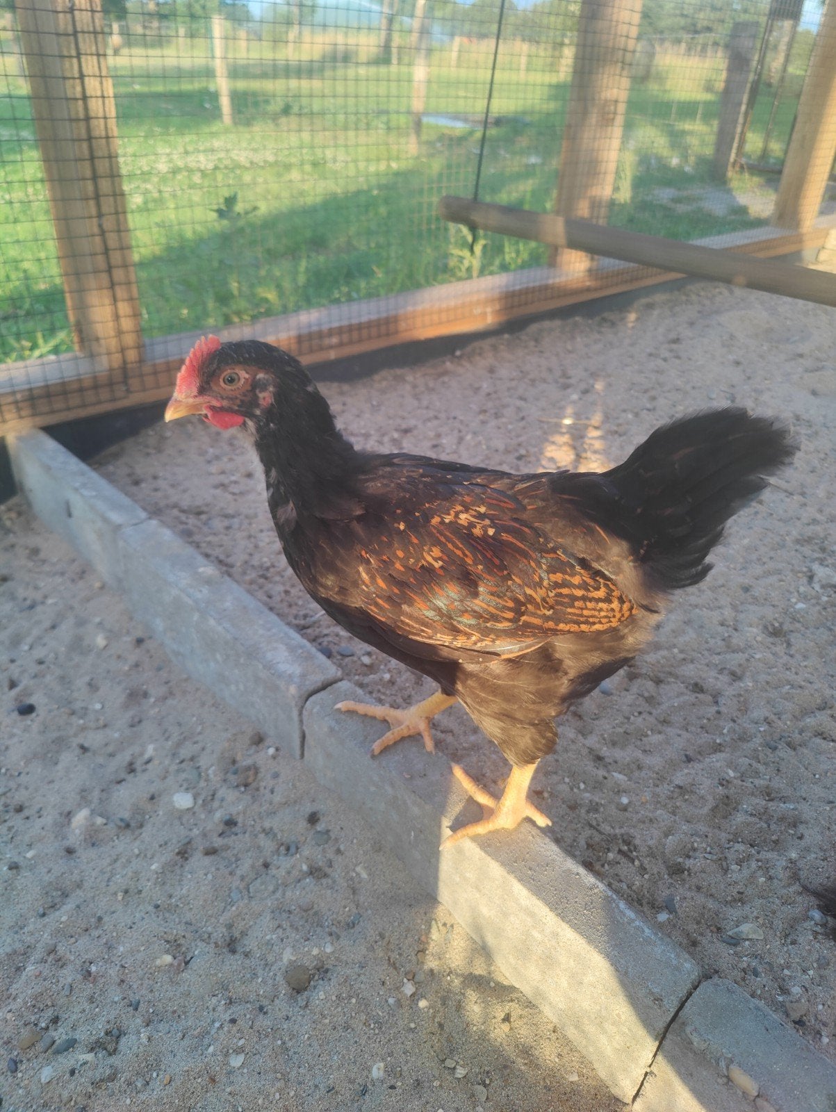 Barnevelders hanen, 2 stuks, Mannelijk, Kip