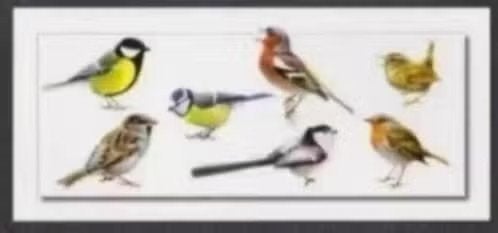 Vogels Vink Winterkoninkje Staartmees Roodborst Pimpelmees., Ophalen of Verzenden, 1980 tot heden, Ongelopen, Vogel