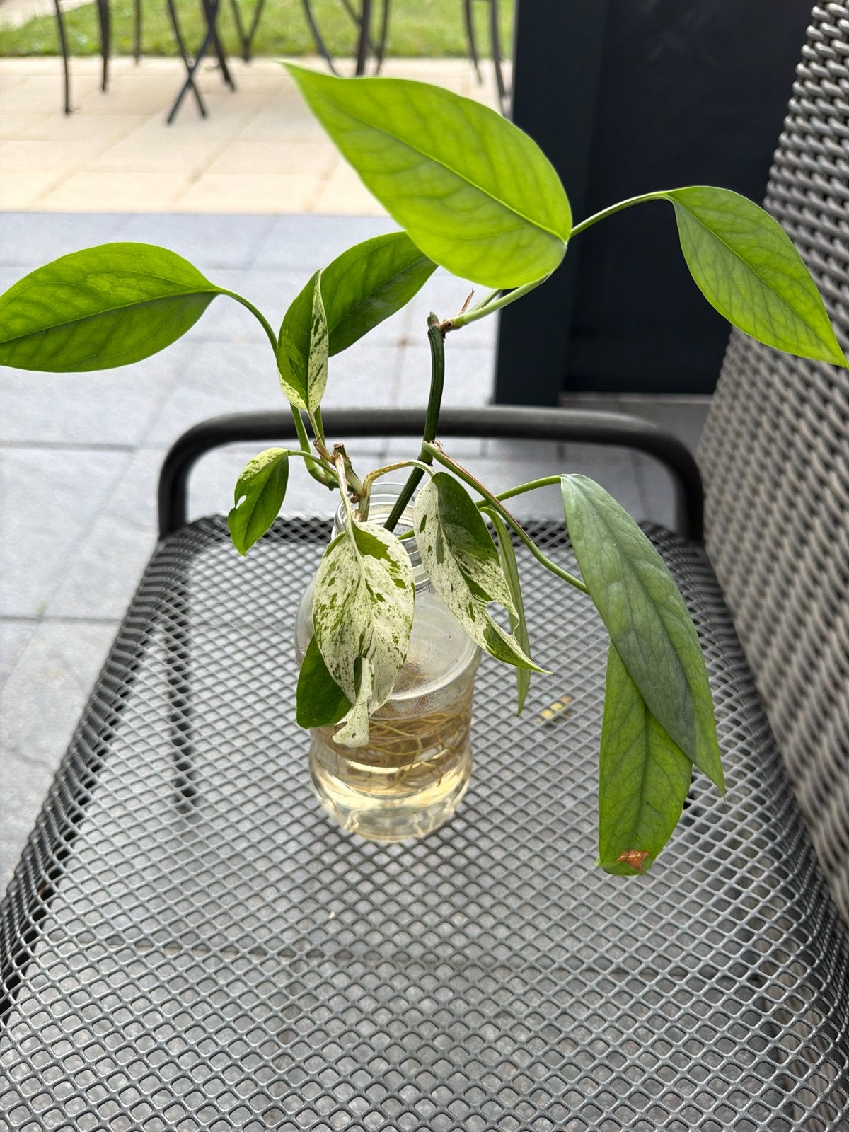 Epipremnum Pinnatum Marble & Cebu Blue stekken, Overige soorten, Minder dan 100 cm, Groene kamerplant, Halfschaduw