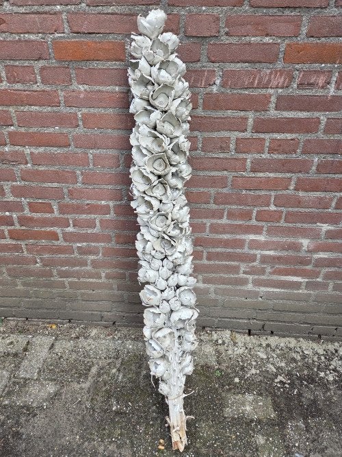 couronne decoratieve stam groot  cacho de coco, Ophalen of Verzenden, 'T Olde Gre-j, Info@toldegrej.nl, Endepoelstraat 20f Didam