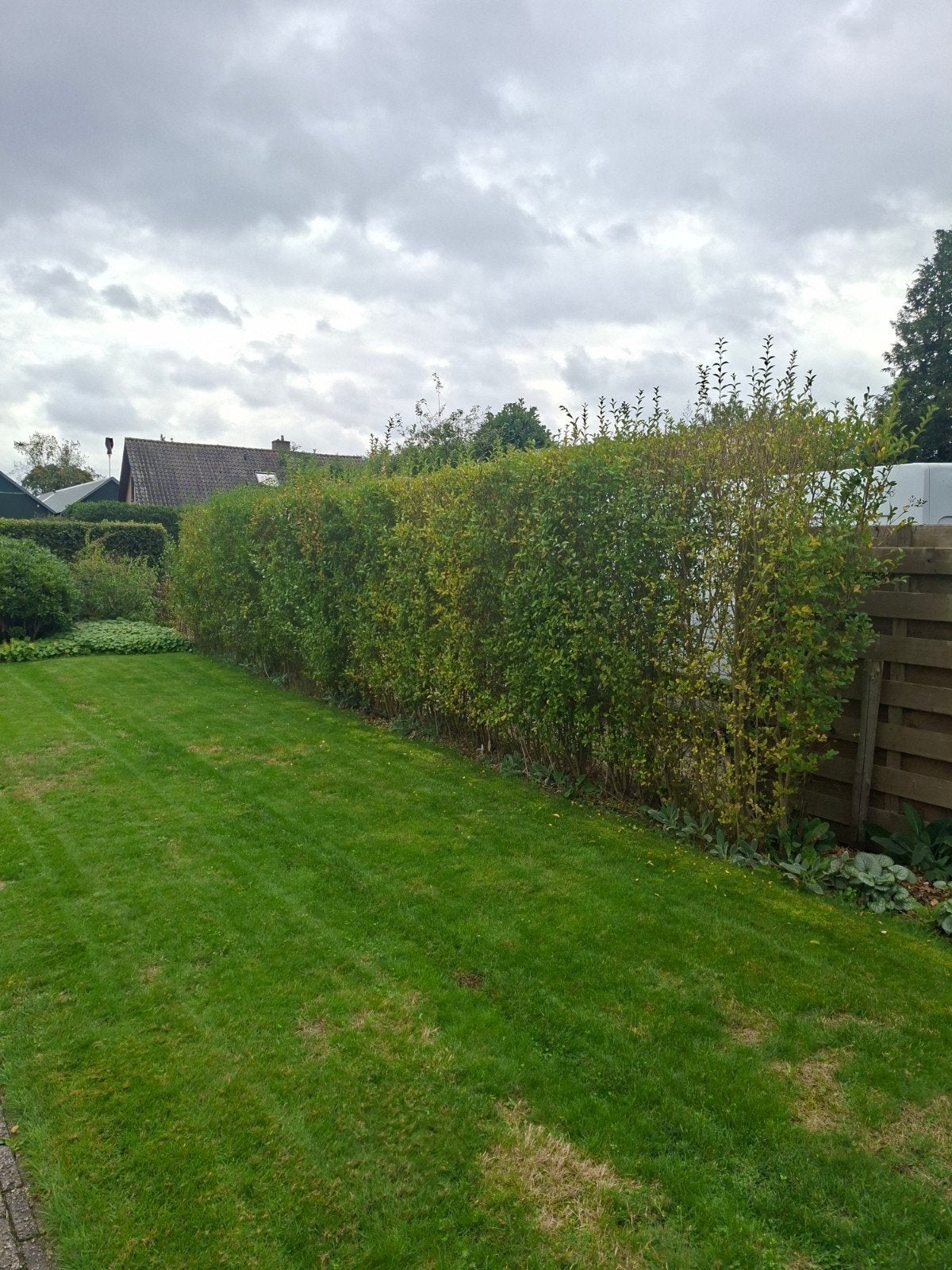 ligusterhaag - Prachtige groene afscheiding voor uw tuin, Tuin en Terras, Ophalen, Liguster, Haag, 100 tot 250 cm