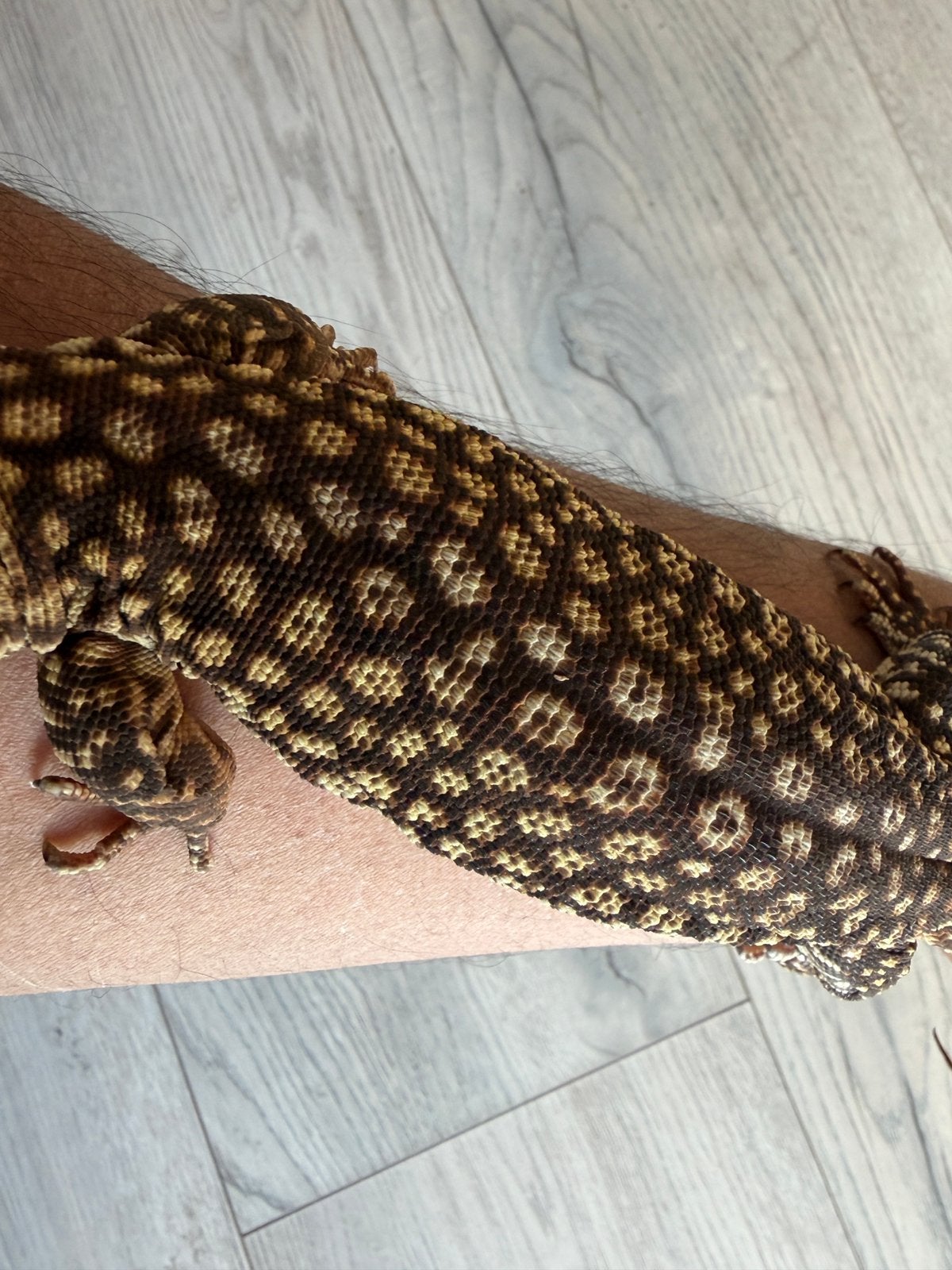 Ackie Monitor(Varanus acanthurus) Monitor Lizard photo 3