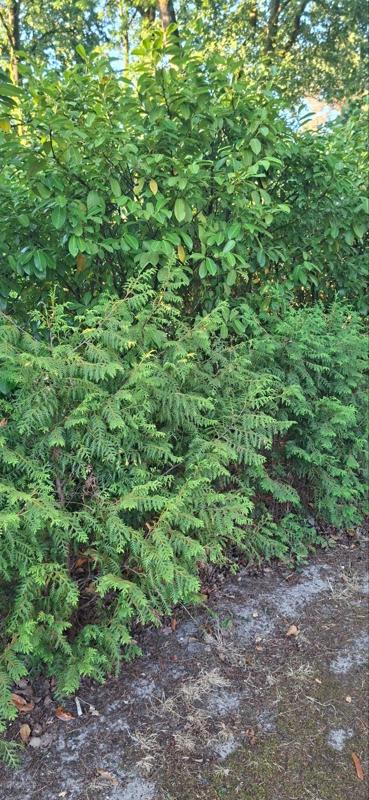 10 mooie coniferen te koop 125-150cm, Tuin en Terras, Planten | Struiken en Hagen, Ophalen, Conifeer, 100 tot 250 cm