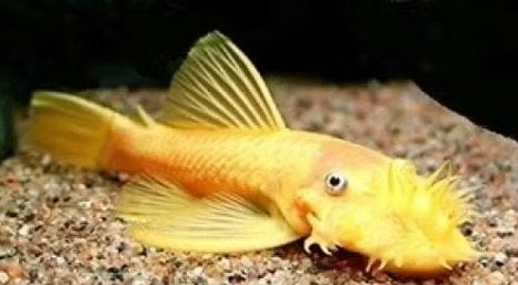 Ancistrus Gold Middel - Koidream Valburg, Vis, Zoetwatervis