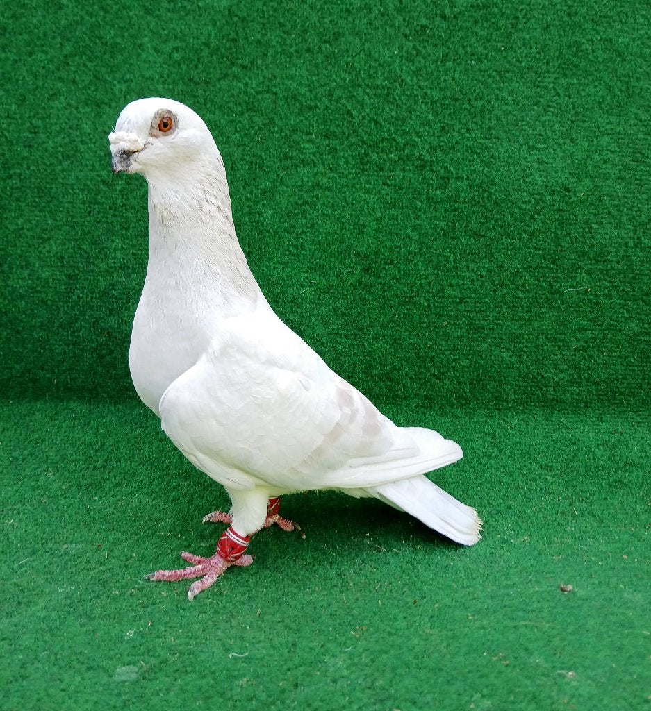 Syrische duiven, man, Dieren en Toebehoren, Mannelijk, Overige soorten