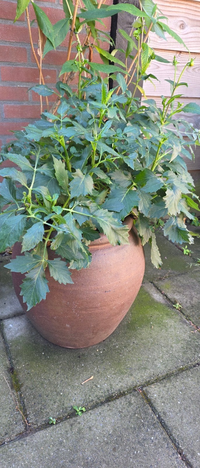pot met dalia, Ophalen, Overige soorten, Halfschaduw