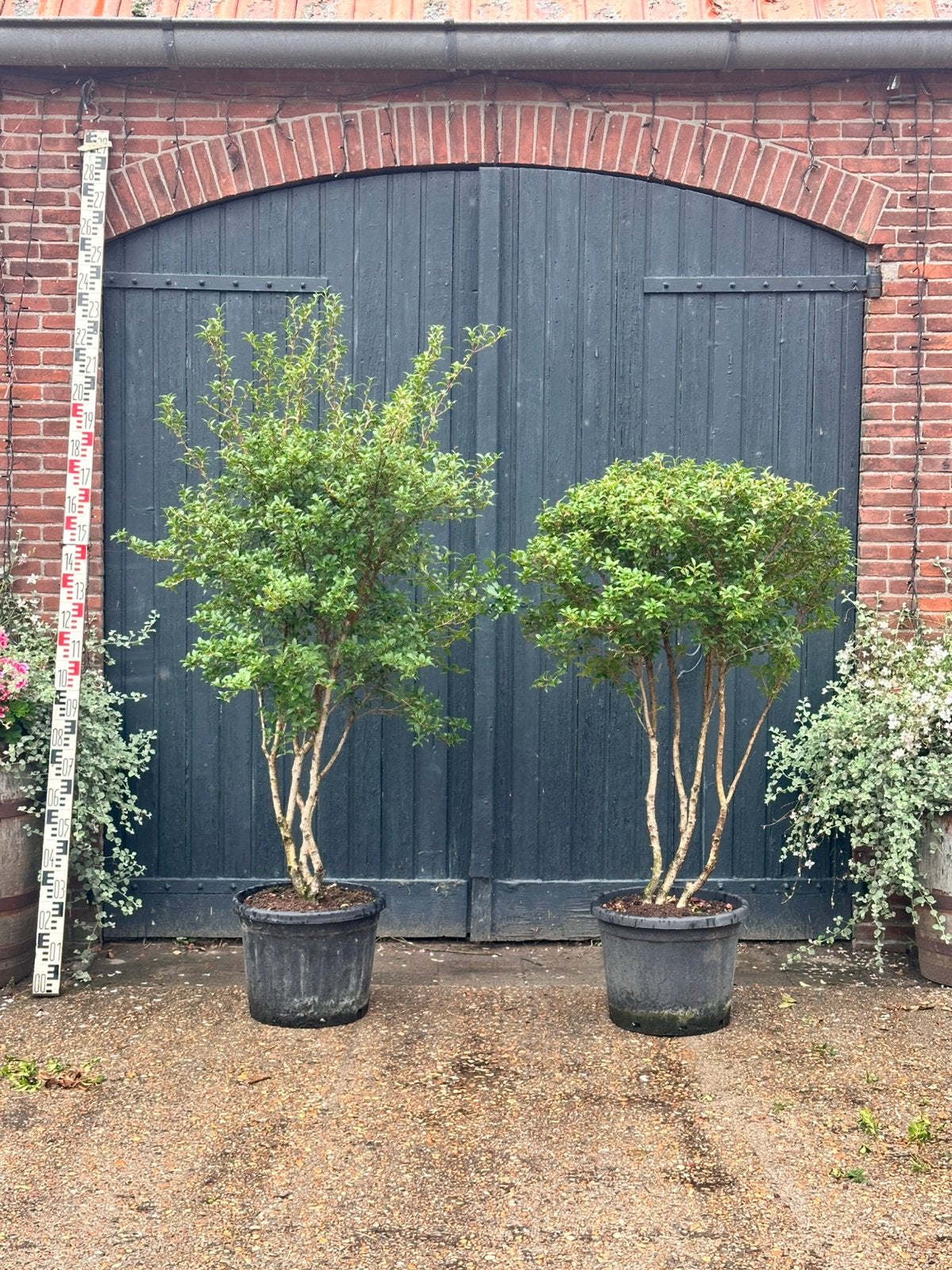 Osmanthus Burkwoodii meerstammig (schijnhulst), Tuin en Terras, Overige soorten, Minder dan 100 cm, Zomer, Ophalen