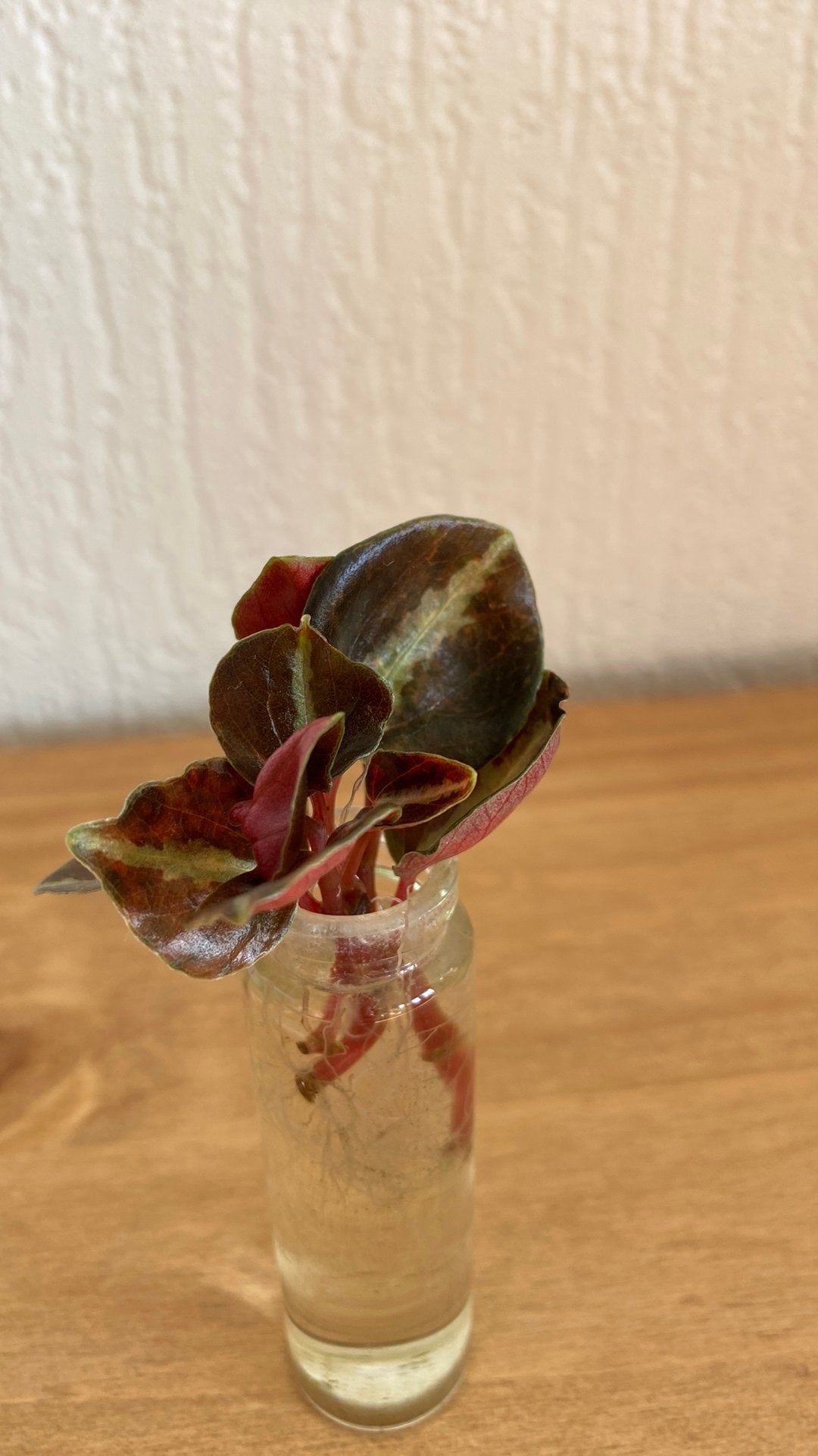 Peperomia creme brûlée stekjes, Ophalen of Verzenden, Halfschaduw, Minder dan 100 cm