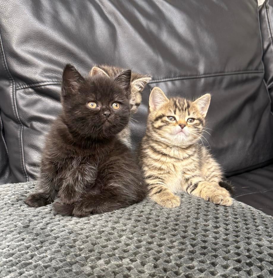 Britse Korthaar Kittens 1 kater 2 poezen, Dieren en Toebehoren, Katten en Kittens | Overige Katten, Kater