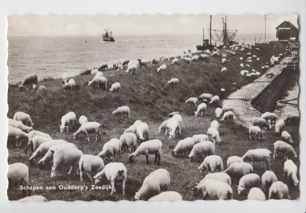 161 Ouddorp's Zeedijk Schapen Vissersschepen Verzonden B10, Verzenden, 1940 tot 1960, Gelopen, Zuid-Holland