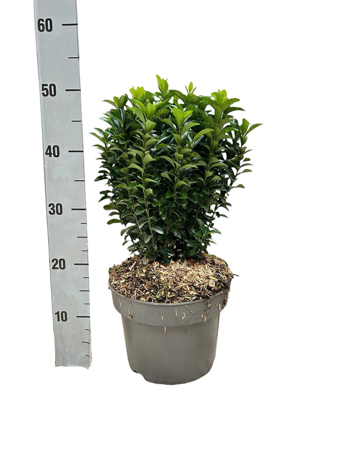 Euonymus japonicus ‘Green Spire’, Tuin en Terras, Vaste plant, Bloeit niet, Halfschaduw, Ophalen