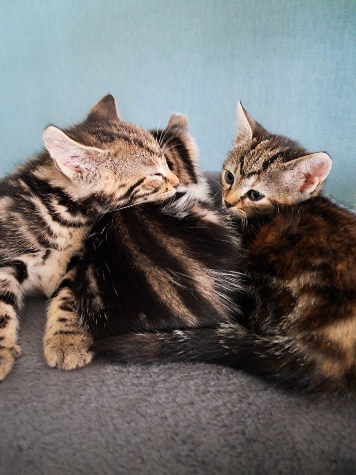 4 schattige kittens te koop, Dieren en Toebehoren, Meerdere dieren, Kortharig, 0 tot 2 jaar