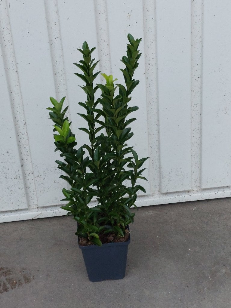 Euonymus jap green spire (kardinaalsmuts), Tuin en Terras, Vaste plant, Bloeit niet, Halfschaduw, Ophalen