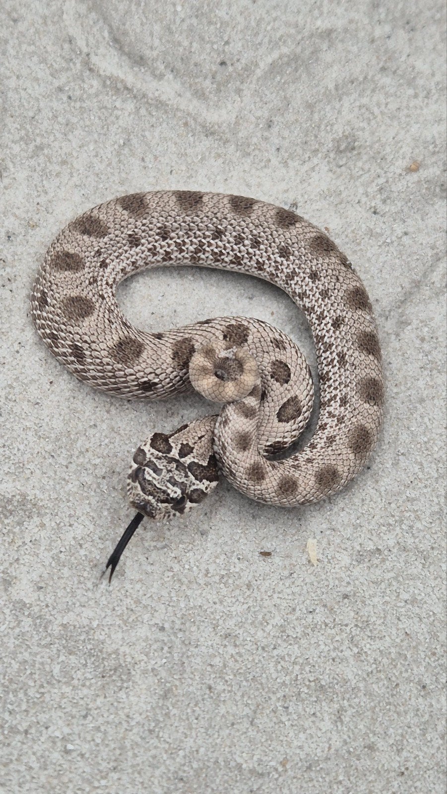 haakneusslang het maitai Hognose Snake - unknown for sale from De Jong