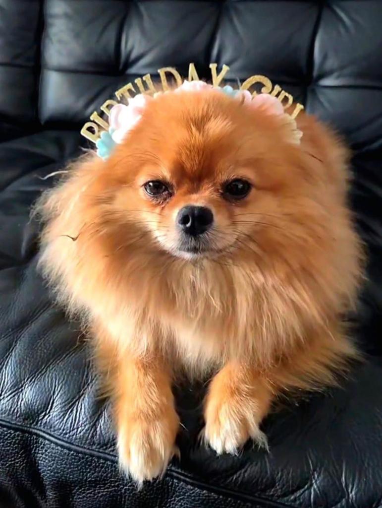 Liefste huisje gezocht voor ons kleine prinsesje, Particulier, Overige rassen, Buitenland, Teef
