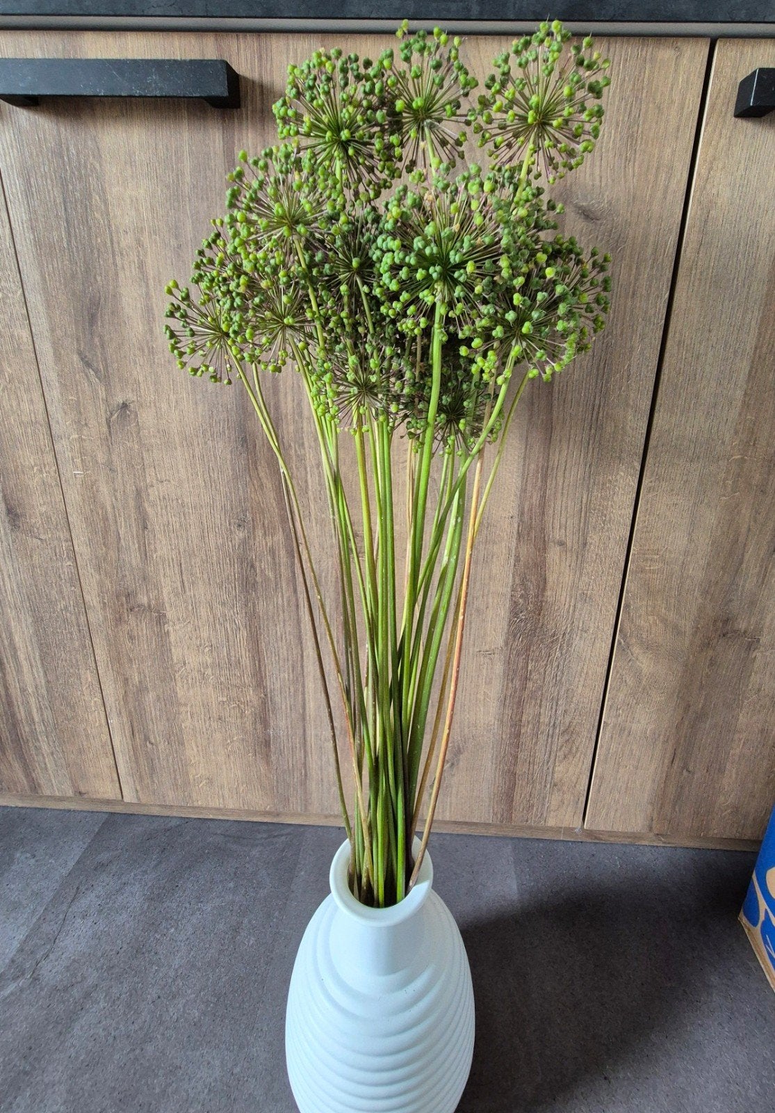 Decoratieve uitgebloeide Allium Bollen ongeveer 30 stuks, Ophalen