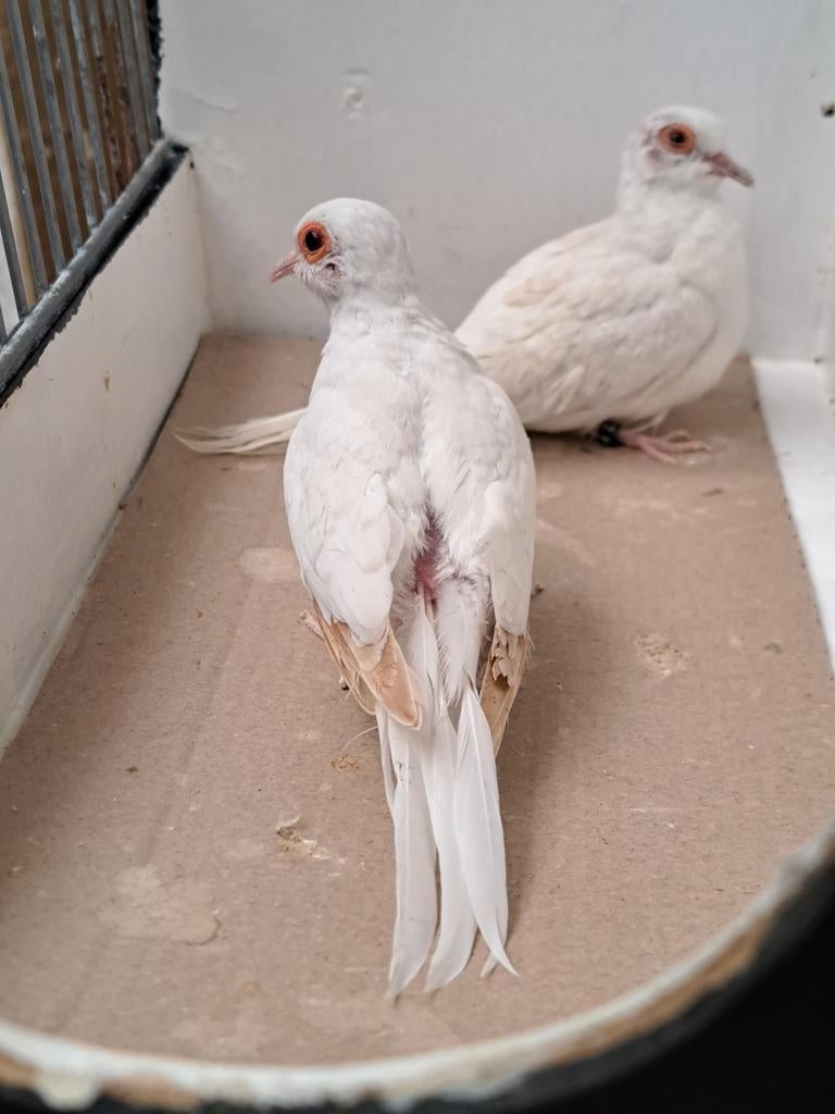 Koppel diamantduiven witstuit topaas, Dieren en Toebehoren, Vogels | Overige Vogels, Meerdere dieren, Tropenvogel, Geringd