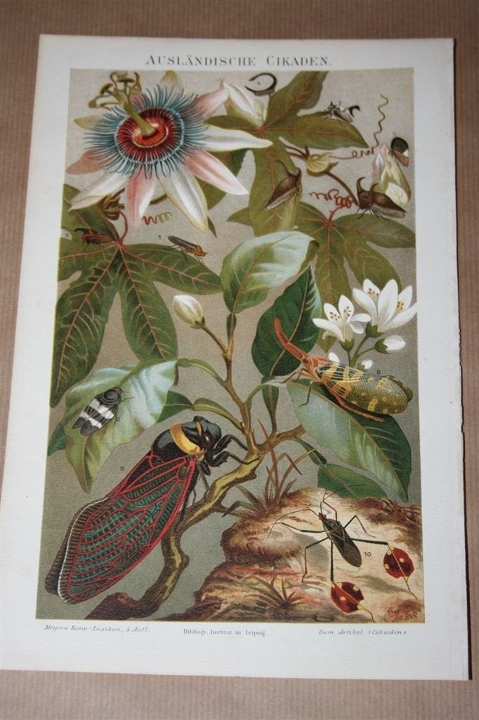 Antieke kleurenlitho - Exotische Cicaden - Ca 1900, Ophalen of Verzenden