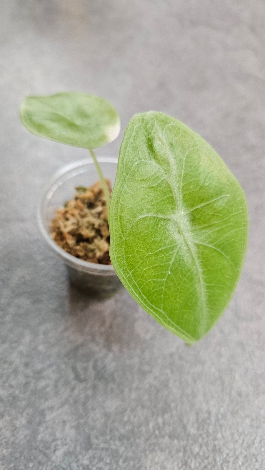 Alocasia longiloba Silver, Huis en Inrichting, Ophalen of Verzenden, Halfschaduw, Minder dan 100 cm