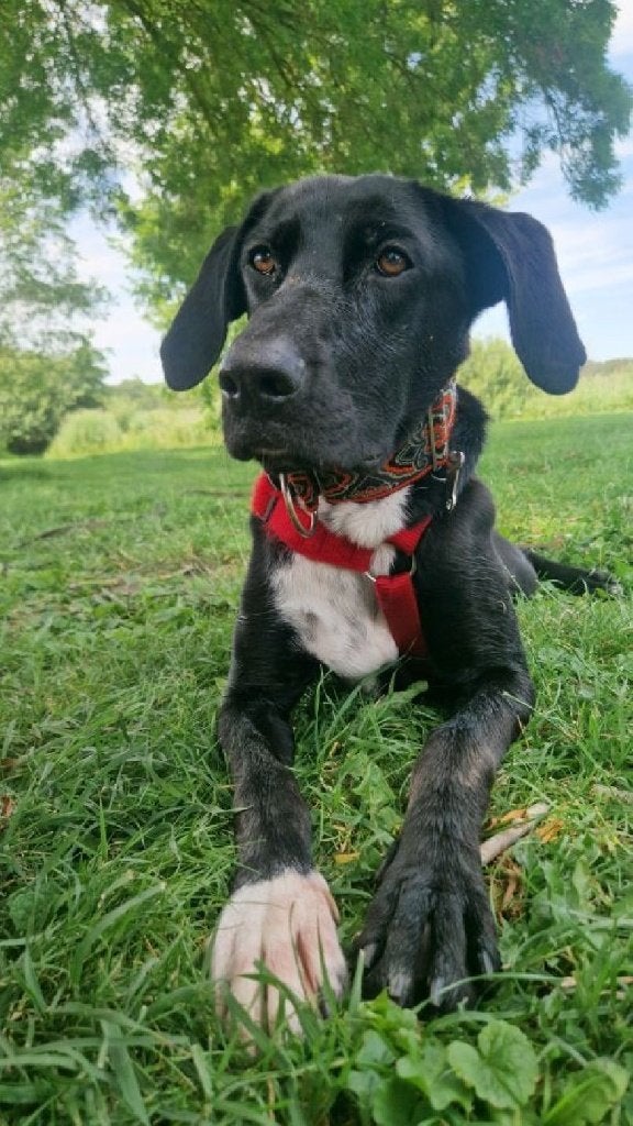 ACE: Dario is een hele knappe jonge hond, in opv in NL, Particulier, Reu, 1 tot 2 jaar, Buitenland