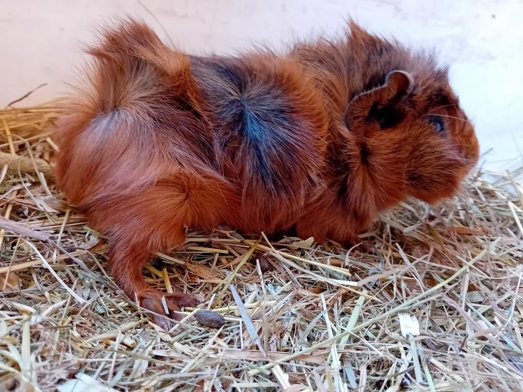 Cavia zeugje, Dieren en Toebehoren, Knaagdieren, Cavia, April, Vrouwelijk, Tam