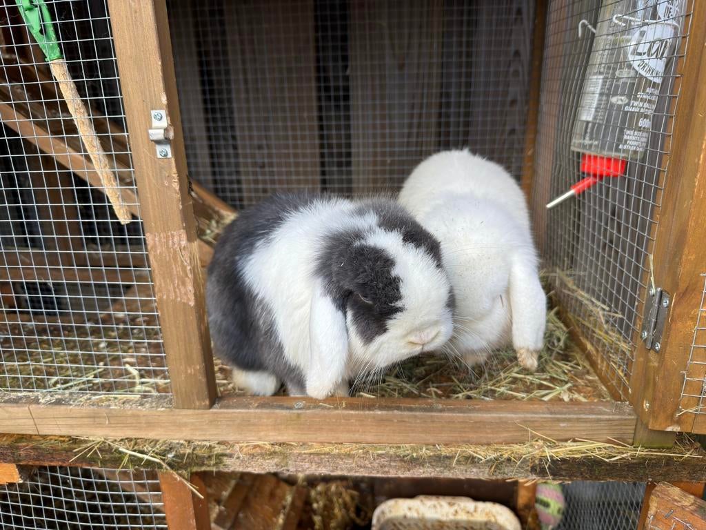 2 tamme NHD hangoor dwergkonijnen 8M oud compleet met hok, Meerdere dieren, Dwerg, Hangoor