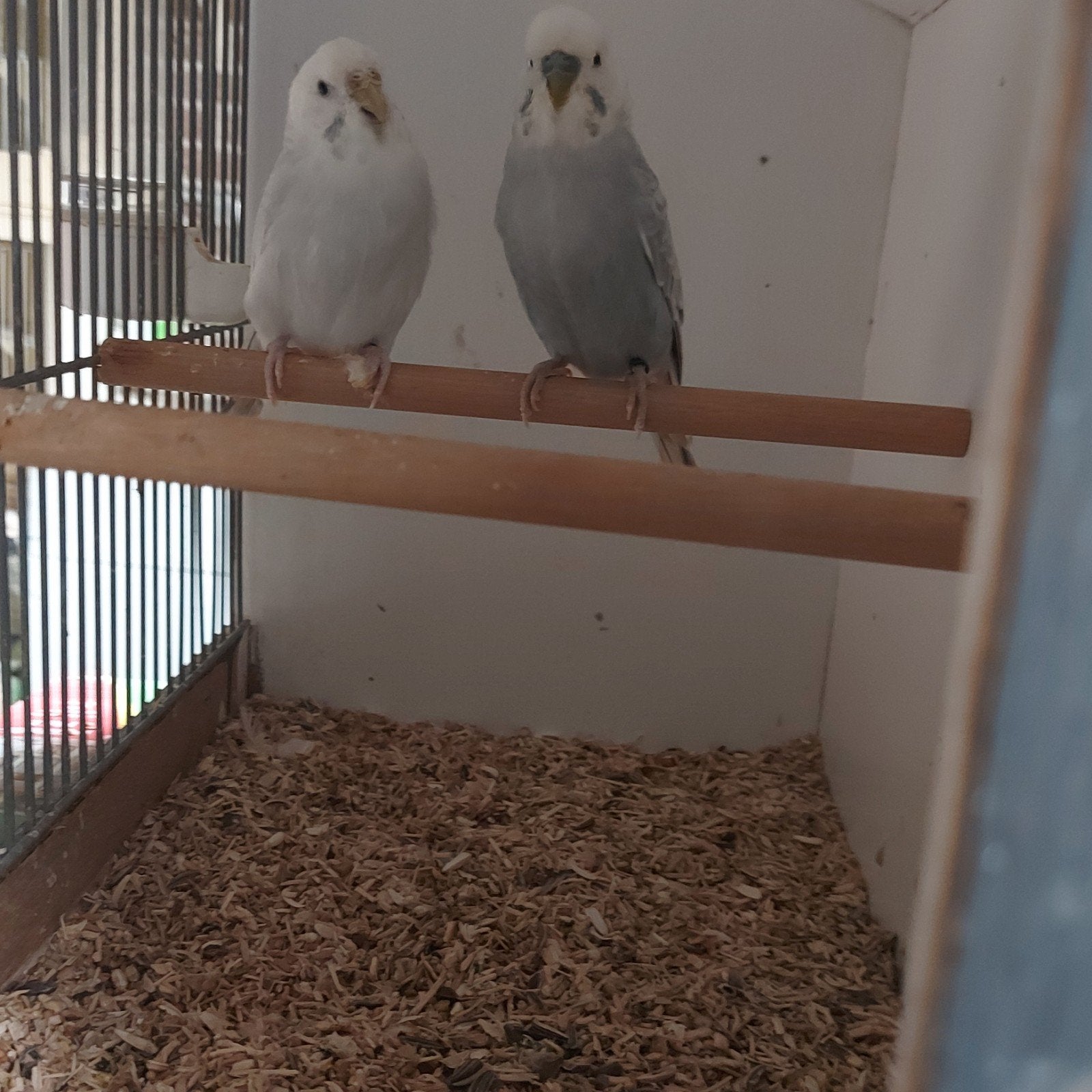 2 koppel grasparkietjes, Dieren en Toebehoren, Meerdere dieren, Parkiet, Geringd