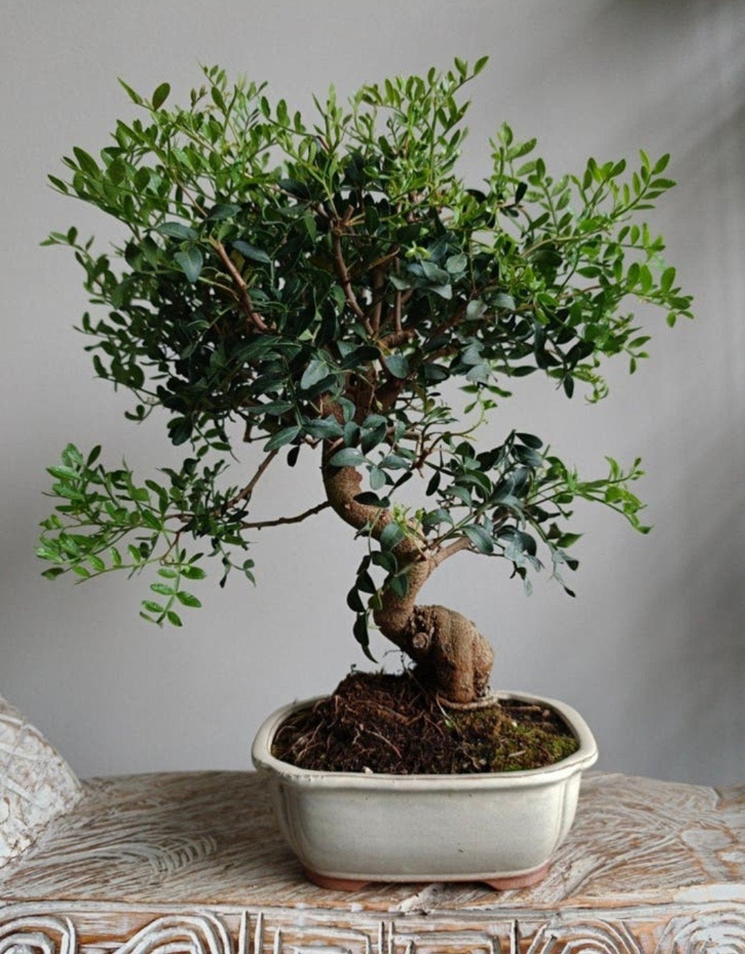 Pistache Lentiscus Bonsai, Tuin en Terras, Planten | Bomen, Bloeit niet, Halfschaduw, Minder dan 100 cm, Overige soorten