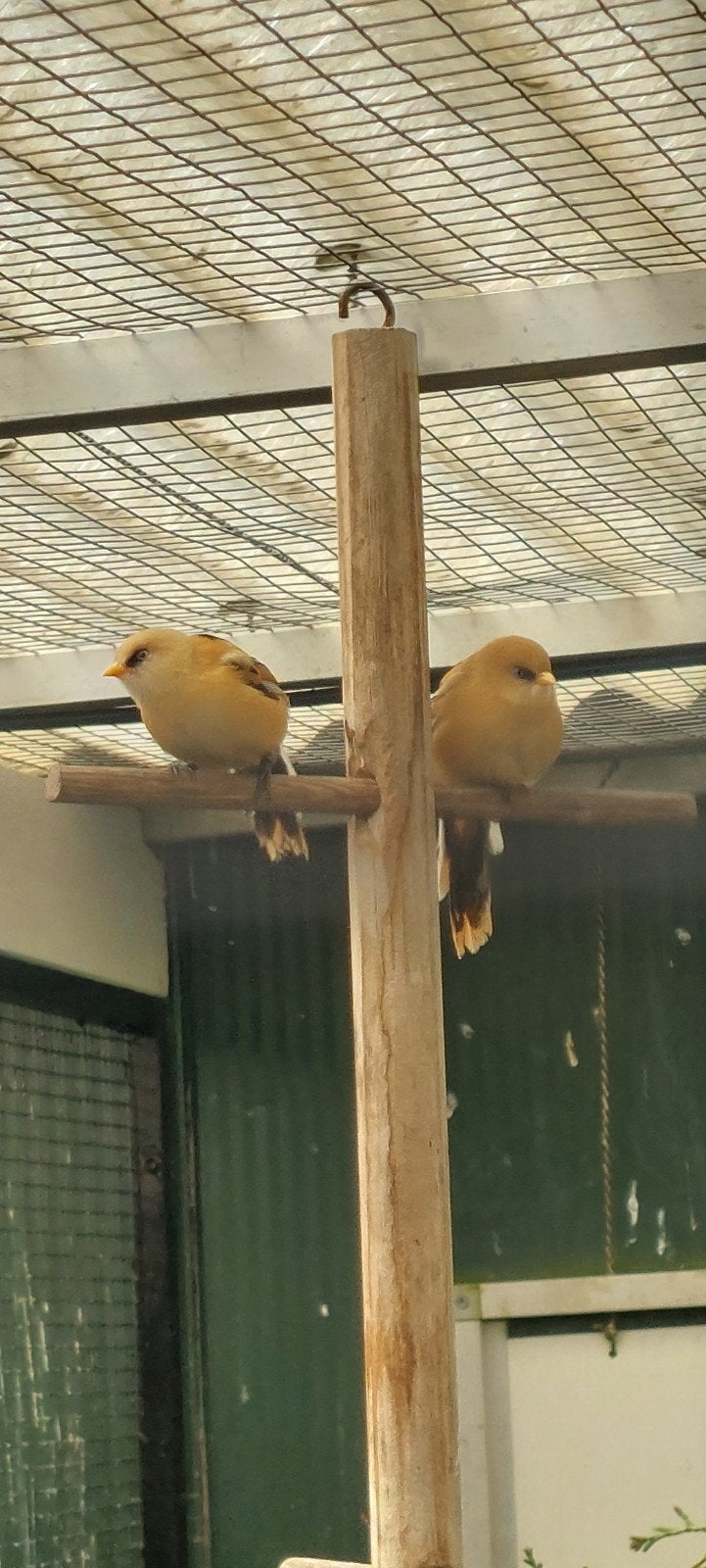 Meerdere mooie europese baardmannetjes 2026, Dieren en Toebehoren, Meerdere dieren, Wildzangvogel, Geringd