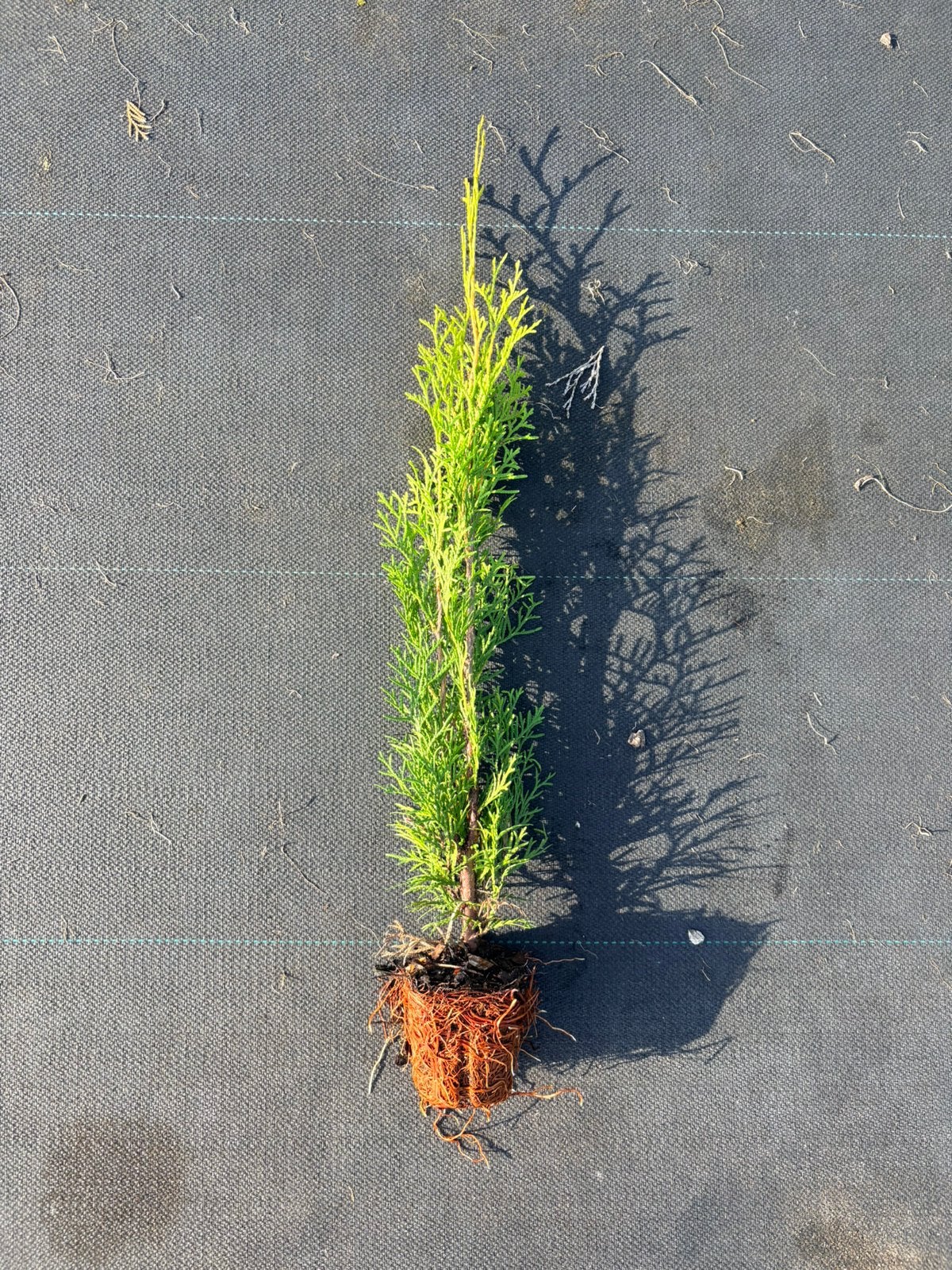 Haag / heg conifeer Thuja occidentalis 'Smaragd', Verzenden, Bloeit niet, Overige soorten, Volle zon